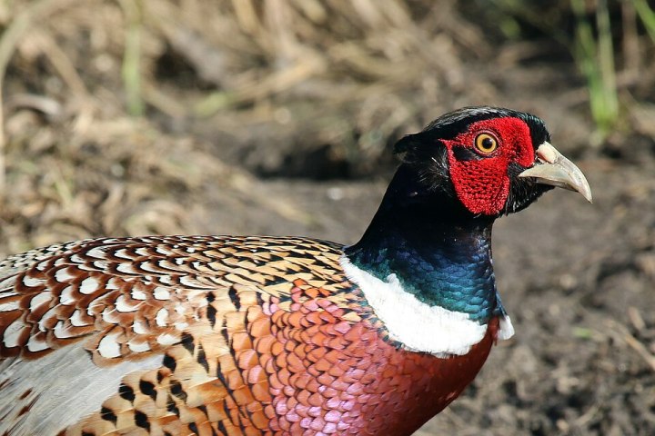 Photo of a male pheasant. Shows a bird with a black head with red around its eye, a blue neck and a multi-coloured feathered body.